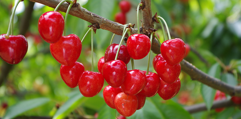 cerises cerises