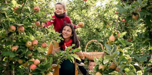 LA CUEILLETTE FETE LA POMME famille brouette cueillette