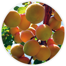 Cueillette de Peltre abricots
