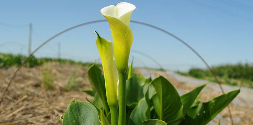 arums arums