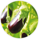 Aubergines