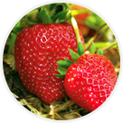 Cueillette de Peltre fraises