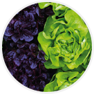 Salades