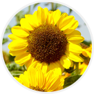 Tournesols